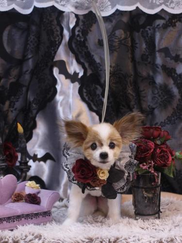 20231028マリンちゃん